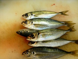 出水の釣りあじ