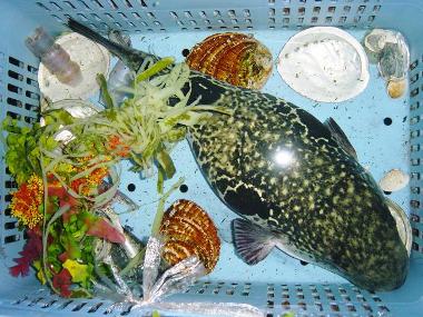 東京 港区 天然とらふぐ うなぎ 鱧 すっぽん料理|万事屋 藤吉